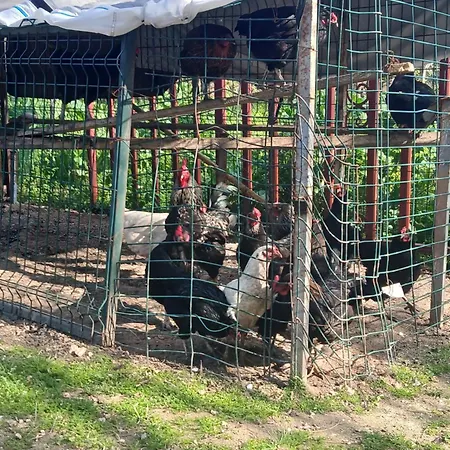 Oezlem * Ερντέκ